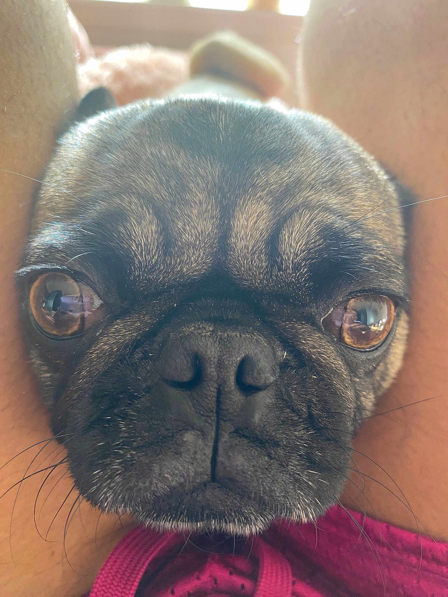 Stella