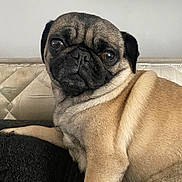 Stella is registered to the contest to win money with this photo: pug, dog, pet, animal, face, fur, paw, indoor, resting, cute, mammal, closeup, expression, looking, portrait, whiskers, companion, domestic, furniture, texture
