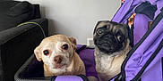 Stella joined the competition — help win amazing prizes! dog, pug, small_dog, pet_stroller, purple, indoor, couch, light_tan_dog, close_up, two_dogs, animal, pets, cute, wide_eyes, face, expression, companion, cozy, household, furniture
