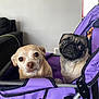 dog, pug, small_dog, pet_stroller, purple, indoor, couch, light_tan_dog, close_up, two_dogs, animal, pets, cute, wide_eyes, face, expression, companion, cozy, household, furniture