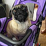 Stella is registered to the contest to win money with this photo: dog, pug, pet, stroller, purple, indoor, floor, wood, mesh, handle, curious, wide_eyes, close_up, small_dog, animal, furniture, bare_feet, household, cozy, transport