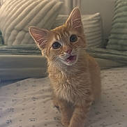 Mango joined the competition — help win amazing prizes! kitten, cat, orange_cat, bed, remote_control, indoor, curious, pet, cute, feline, tabby, whiskers, soft_lighting, pillows, blanket, domestic_animal, young_cat, small_pet, expression, home