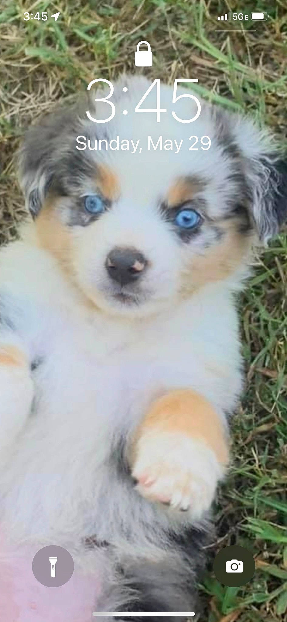 Cookie Monster joined the competition — help win amazing prizes! ancient_dog_breeds, canidae, carnivore, chair, companion_dog, dog, dog_breed, fawn, font, fur, grass, non_sporting_group, photography, plant, puppy, snout, sporting_group, toy_dog, whiskers, working_dog