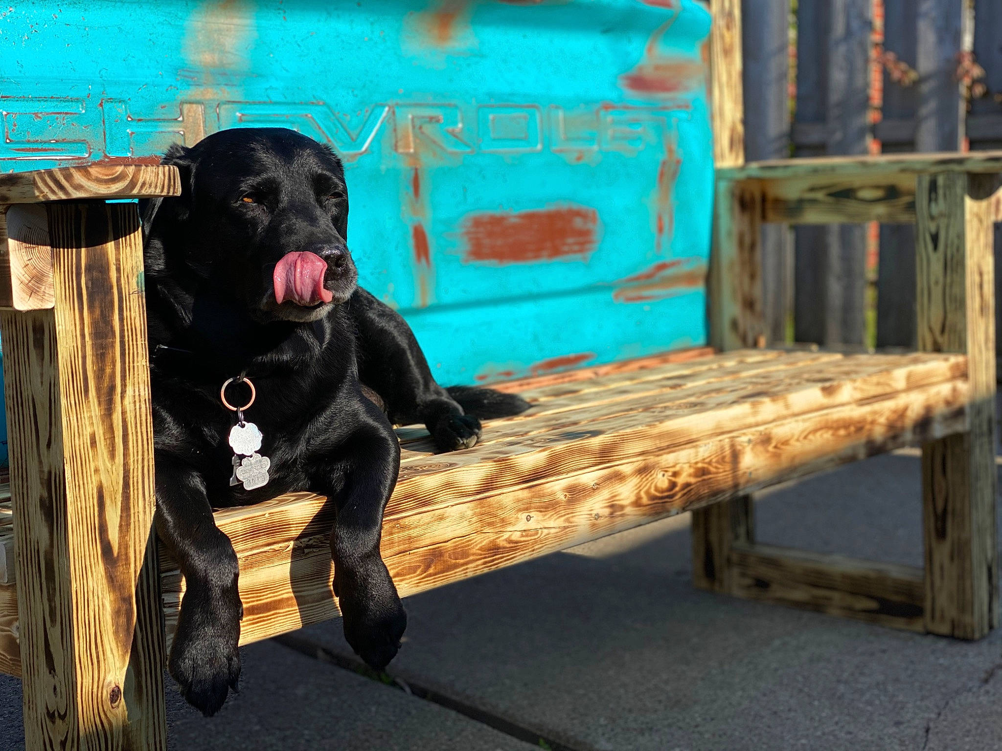 Duke joined the competition — help win amazing prizes! bench, borador, canidae, carnivore, companion_dog, dog, dog_breed, dog_collar, fawn, fur, gun_dog, hardwood, liver, outdoor_bench, outdoor_furniture, plank, snout, sporting_group, wood, working_animal