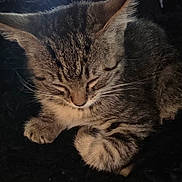 Milo joined the competition — help win amazing prizes! animal, blanket, cat, cozy, cute, domestic_cat, fur, furry, indoor, kitten, nap, paw, peaceful, pet, relaxed, resting, sleeping, soft, tabby, whiskers