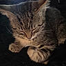 animal, blanket, cat, cozy, cute, domestic_cat, fur, furry, indoor, kitten, nap, paw, peaceful, pet, relaxed, resting, sleeping, soft, tabby, whiskers