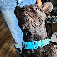 Teddy joined the competition — help win amazing prizes! dog, french_bulldog, black_dog, blue_collar, pet, indoor, wooden_floor, jeans, person, standing, looking_up, ears_up, animal, companion, cute, alert, domestic, friendly, household, portrait