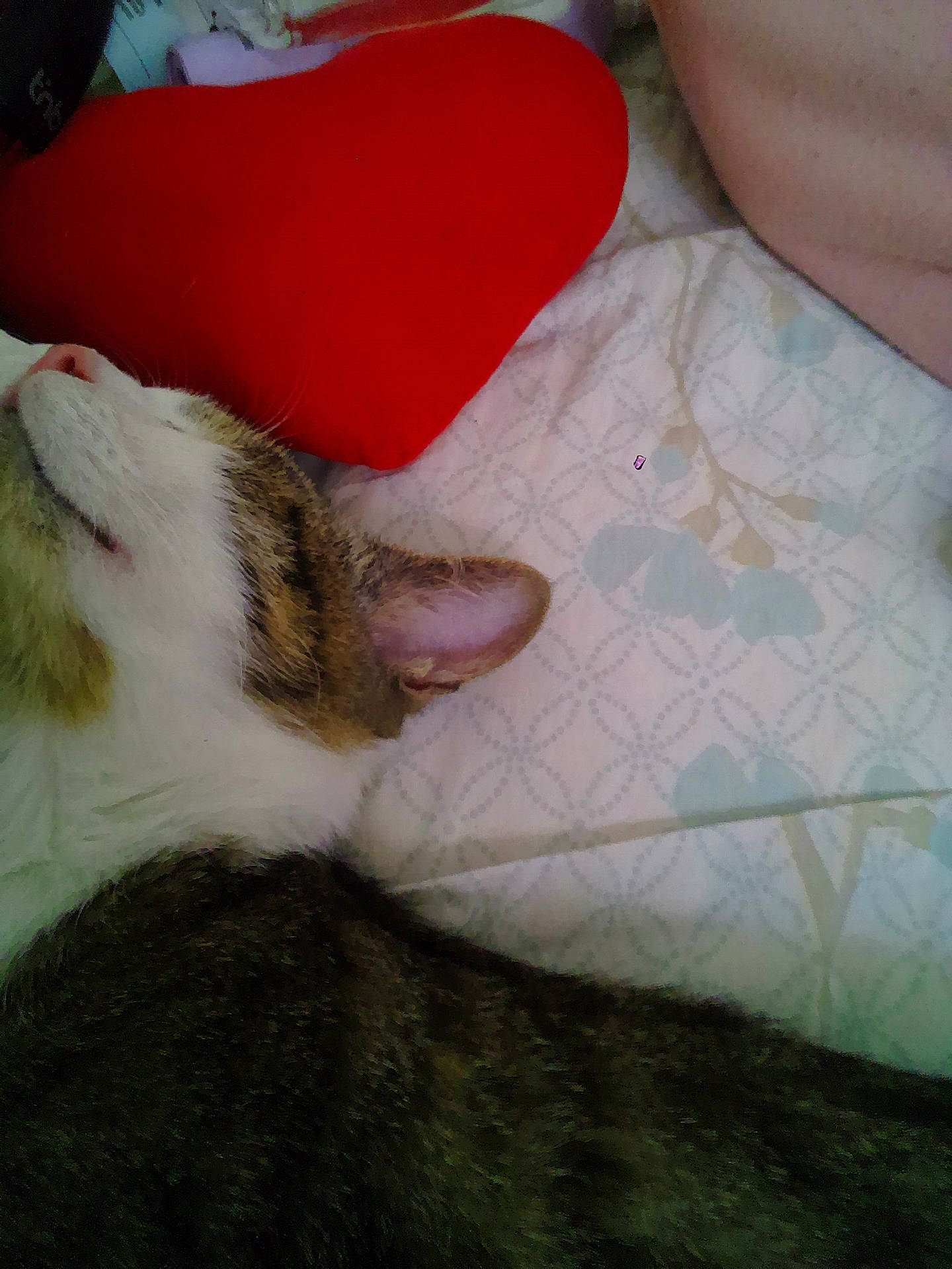 Arsene participe au concours pour gagner de l'argent avec cette photo : bed, cat, close_up, cozy, cute, domestic_cat, ear, fur, heart_shaped, indoor, nap, patterned_bed_sheet, pet, pillow, red, resting, sleeping, tabby, whiskers, white