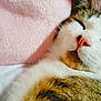 cat, sleeping, close_up, pink_blanket, soft_texture, fur, pet, cozy, resting, domestic_animal, whiskers, nose, cute, feline, indoor, comfort, relaxation, animal, mammal, tabby