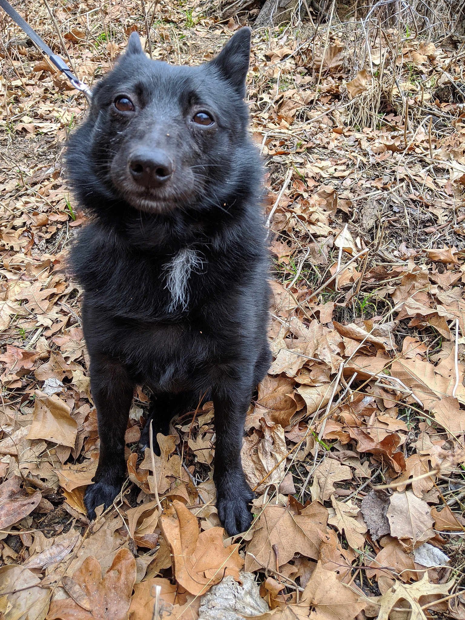 Taz