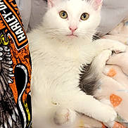 Ollie is registered to the contest to win money with this photo: cat, white_cat, black_markings, pet, animal, feline, blanket, soft_texture, green_eyes, close_up, indoor, relaxed, cute, cozy, harley_davidson, fabric, portrait, whiskers, paws, looking