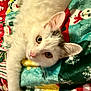 Ollie is registered to the contest to win money with this photo: animal, blanket, cat, closeup, colorful, cozy, cute, ears, eyes, feline, holiday_theme, indoor, laying_down, pet, pink_nose, relaxed, snowman_pattern, soft_texture, whiskers, white_cat