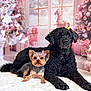 animal, black_dog, christmas_tree, cute, decor, decorative_bow, dog, festive, fur, holiday, holiday_decorations, indoor, large_dog, pets, pink_theme, portrait, relaxing, small_dog, white_rug, wrapped_presents