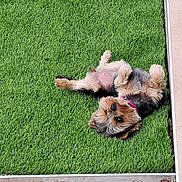 Unia a rejoint le concours — aidez-le/la à gagner de superbes lots ! dog, small_dog, lying_down, grass, artificial_grass, outdoor, pet, playful, relaxed, fur, collar, canine, green, sunlight, backyard, cute, animal, domestic_animal, resting, summer