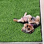 animal, artificial_grass, backyard, canine, collar, cute, dog, domestic_animal, fur, grass, green, lying_down, outdoor, pet, playful, relaxed, resting, small_dog, summer, sunlight