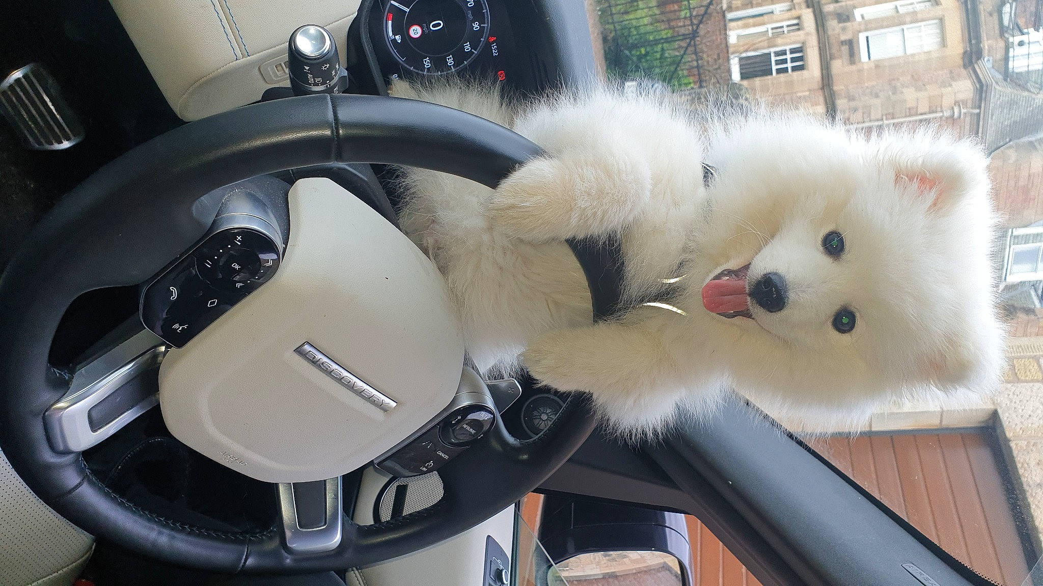 Kenzo is registered to the contest to win money with this photo: audio_equipment, auto_part, automotive_design, automotive_exterior, automotive_lighting, automotive_wheel_system, car, gauge, motor_vehicle, personal_luxury_car, plant, steering_part, steering_wheel, stuffed_toy, toy, vehicle, vehicle_door, white, window, windshield