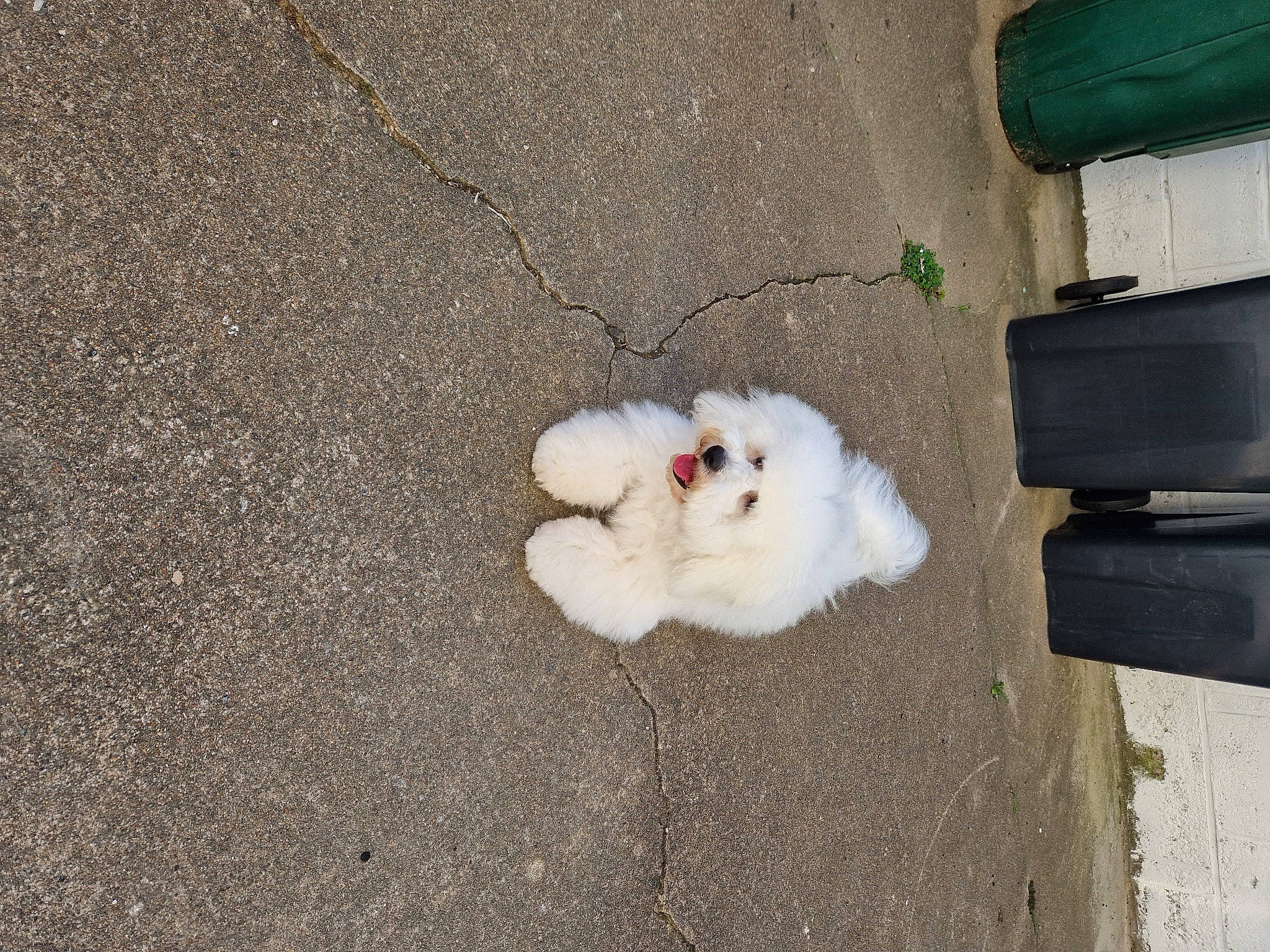 Ubac participe au concours pour gagner de l'argent avec cette photo : asphalt, beak, bird, carnivore, chicken, companion_dog, dog_breed, duck, fowl, fur, galliformes, grass, livestock, phasianidae, poultry, road_surface, sidewalk, spitz, tail, toy_dog
