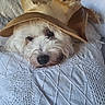 dog, puppy, fluffy, white_fur, straw_hat, hat, pet, animal, portrait, close_up, lying_down, bed, blanket, quilt, cozy, indoors, sleepy, cute, face, snout