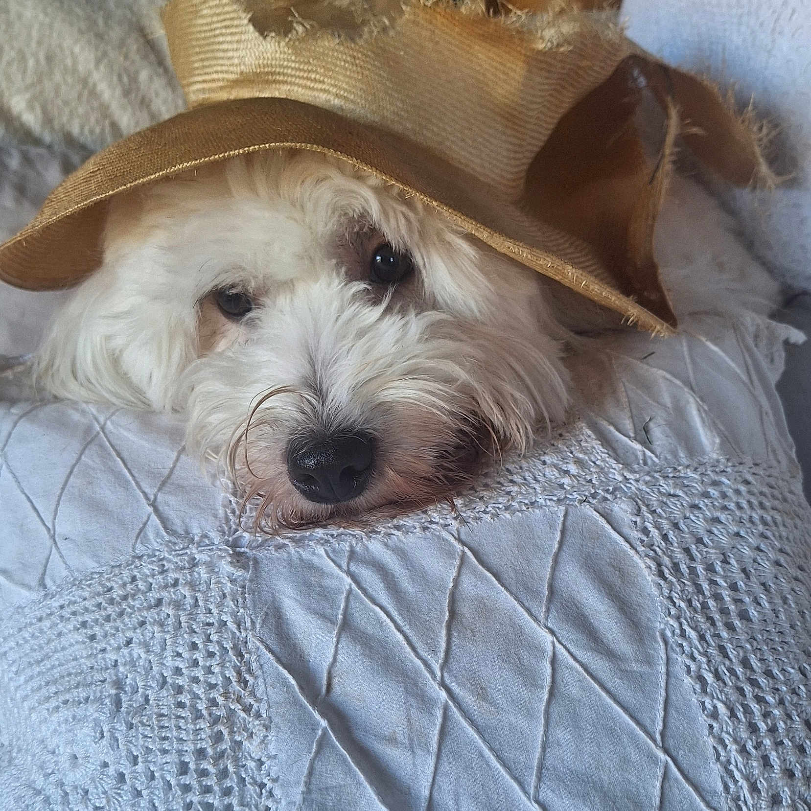 Vanille a rejoint le concours — aidez-le/la à gagner de superbes lots ! dog, puppy, fluffy, white_fur, straw_hat, hat, pet, animal, portrait, close_up, lying_down, bed, blanket, quilt, cozy, indoors, sleepy, cute, face, snout