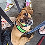 Mary Jane joined the competition — help win amazing prizes! dog, small_dog, brown_dog, green_harness, leash, looking_up, feet, shoes, sneakers, concrete_floor, outdoor, casual, pet, animal, curious, close_up, puppy, companionship, resting, people