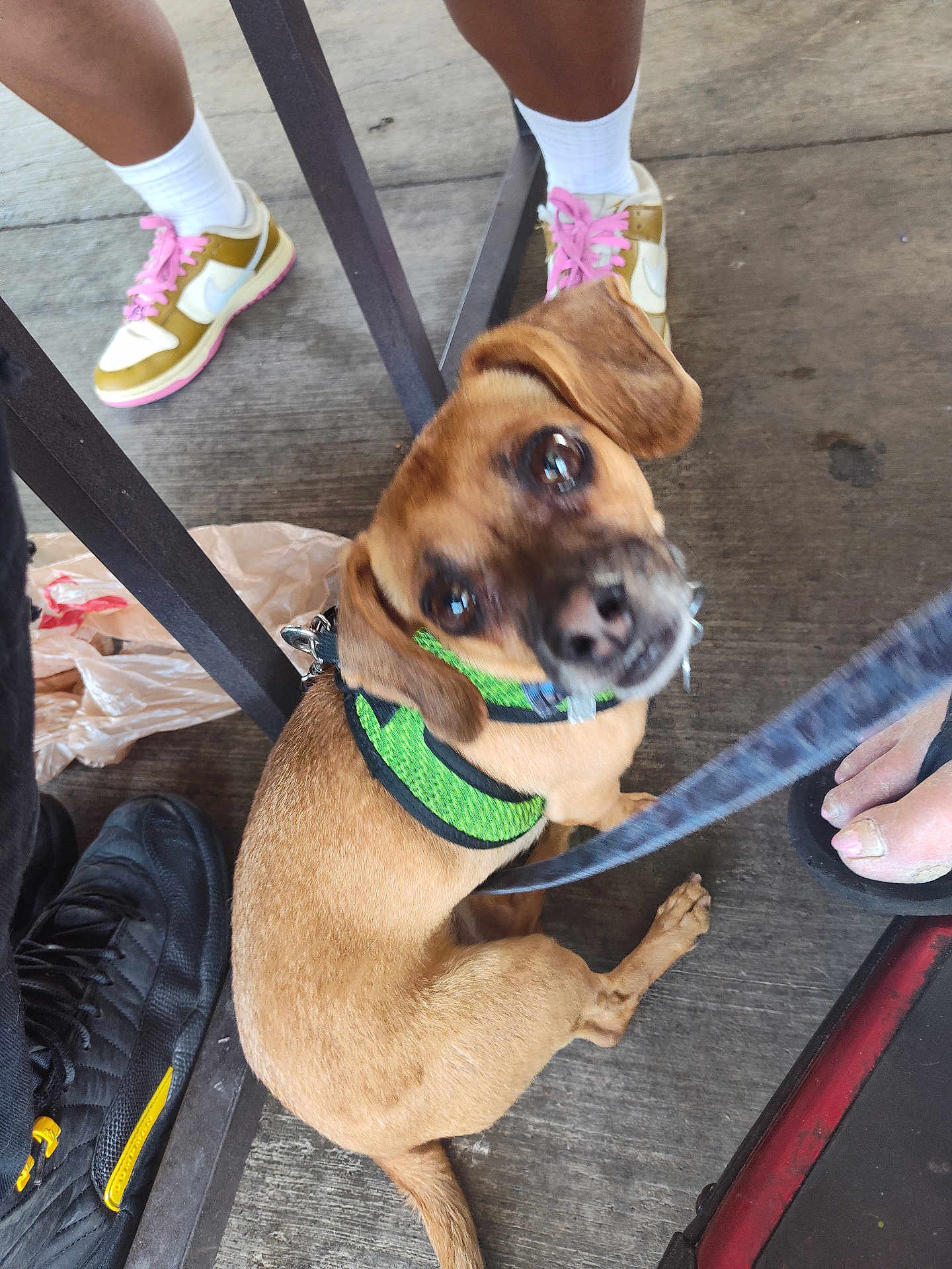 Mary Jane joined the competition — help win amazing prizes! dog, small_dog, brown_dog, green_harness, leash, looking_up, feet, shoes, sneakers, concrete_floor, outdoor, casual, pet, animal, curious, close_up, puppy, companionship, resting, people