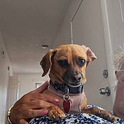 Mary Jane joined the competition — help win amazing prizes! dog, small_dog, brown_dog, pet, indoor, person_hand, harness, heart_shaped_tag, fabric, patterned_clothing, blue_and_white, door, hallway, calm, resting, close_up, animal, domestic_animal, nail_polish, bracelet