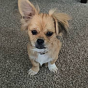 Teddy joined the competition — help win amazing prizes! dog, puppy, small_dog, carpet, indoor, pet, fur, ears, cute, animal, looking_up, waiting, brown_fur, white_paws, collar, domestic_animal, companion, young_dog, fluffy, floor