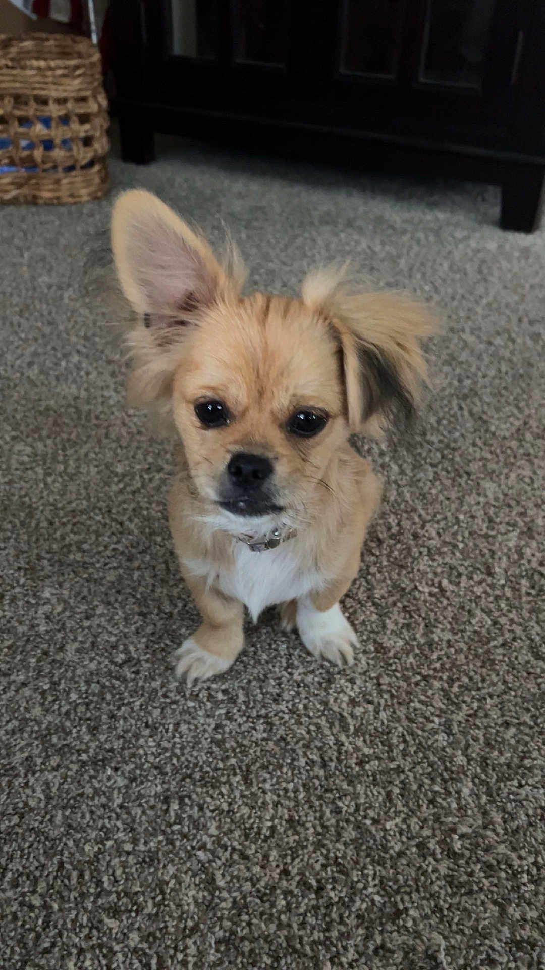Teddy