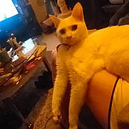 Cannabis a rejoint le concours — aidez-le/la à gagner de superbes lots ! cat, white_cat, indoor, living_room, person, lap, furniture, television, cat_tree, couch, carpet, cord, table, cup, sitting, relaxed, pet, domestic_animal, cozy, home