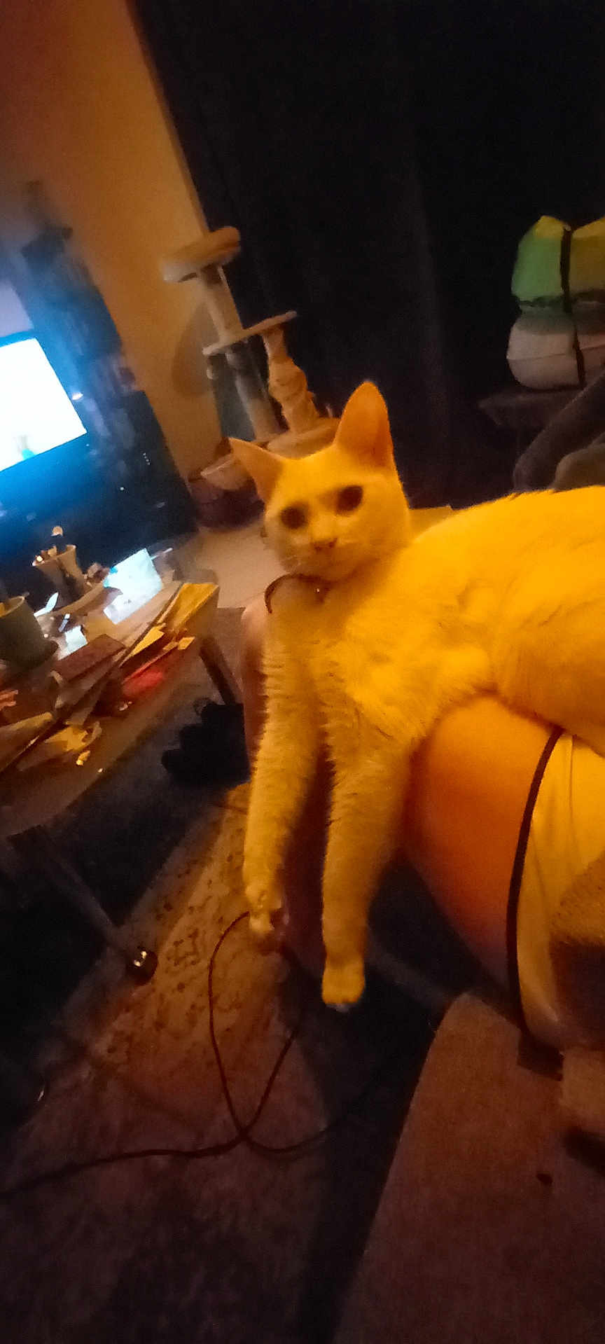 Cannabis a rejoint le concours — aidez-le/la à gagner de superbes lots ! cat, white_cat, indoor, living_room, person, lap, furniture, television, cat_tree, couch, carpet, cord, table, cup, sitting, relaxed, pet, domestic_animal, cozy, home