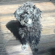 Jace joined the competition — help win amazing prizes! dog, black_dog, small_dog, fluffy, fur, pet, animal, indoor, wooden_floor, sunlight, shadow, curious, standing, cute, domestic_animal, mammal, companion, friendly, paw, snout