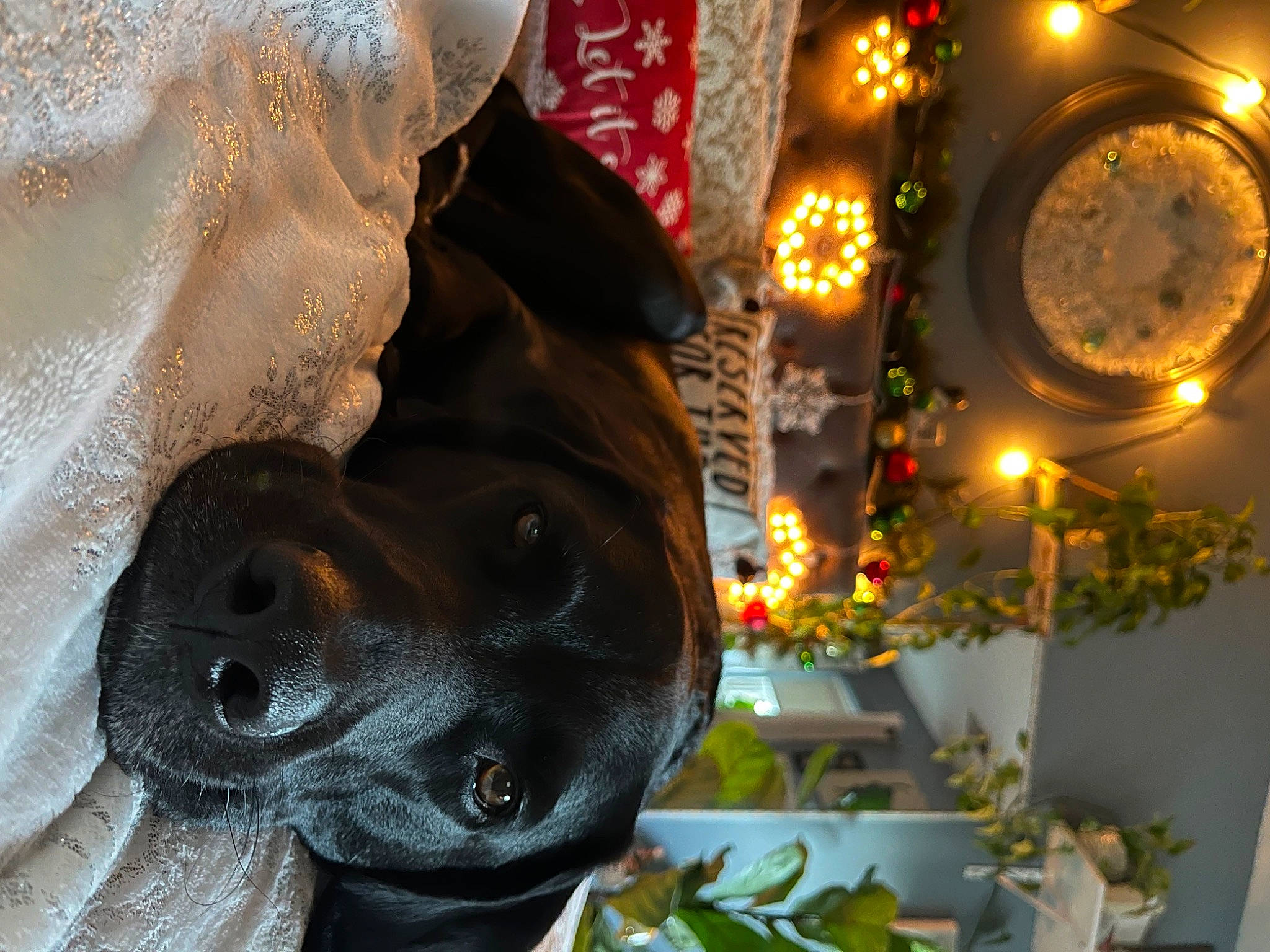 Sampson joined the competition — help win amazing prizes! art, carnivore, christmas_ornament, dog, event, fawn, flowerpot, holiday, houseplant, light, metal, ornament, plant, sculpture, sporting_group, statue, temple, terrestrial_animal, tradition, working_animal