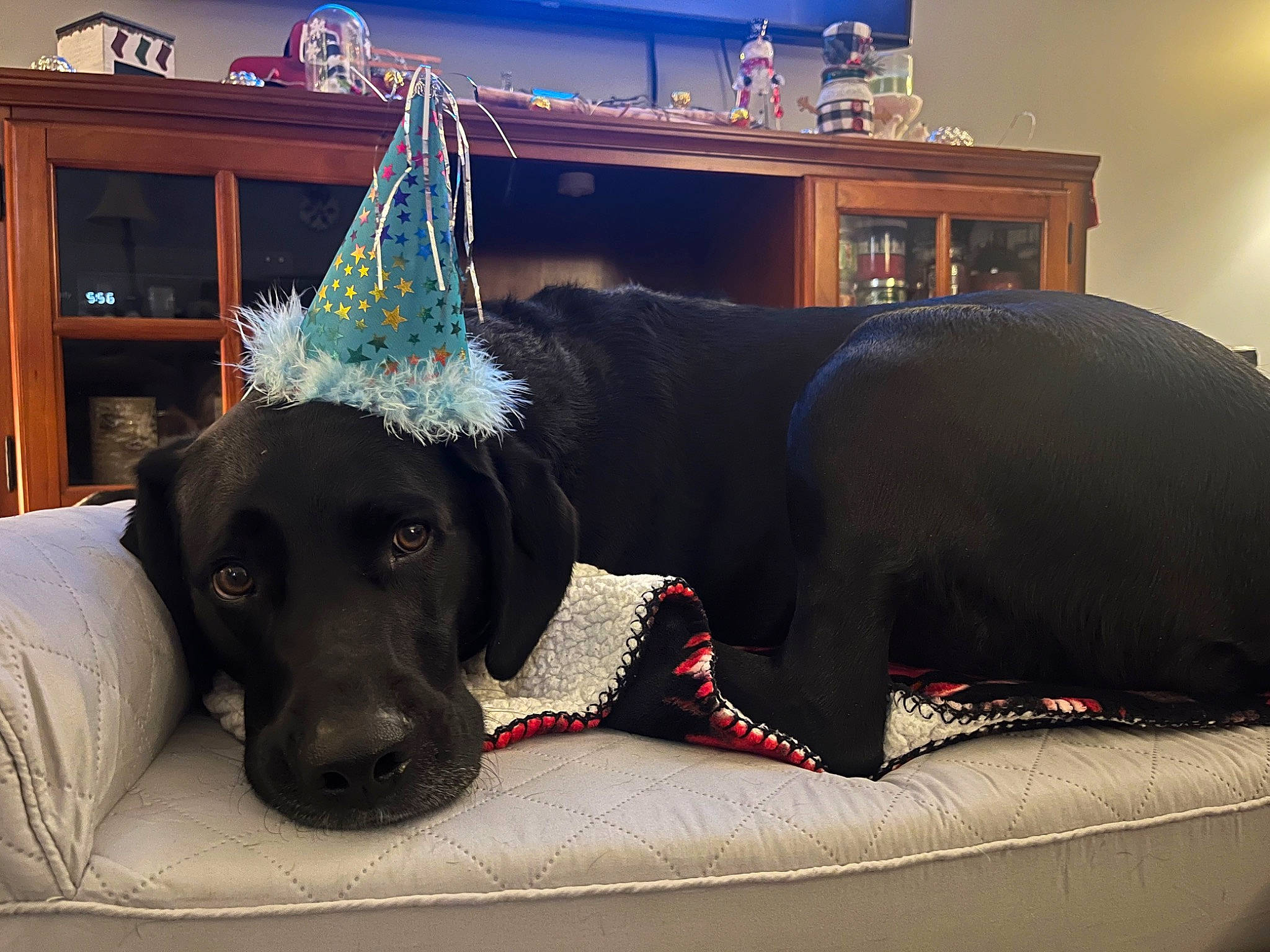 Sampson is registered to the contest to win money with this photo: bookcase, canidae, carnivore, collar, comfort, companion_dog, couch, dog, dog_breed, dog_supply, fawn, flooring, living_room, pet_supply, picture_frame, snout, sporting_group, studio_couch, television, working_animal