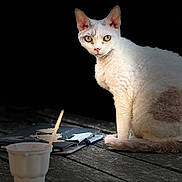 Merlin a rejoint le concours — aidez-le/la à gagner de superbes lots ! animal, black_background, cat, closeup, contrast, cup, curious, feline, gray_patch, green_eyes, indoor, notebook, pet, portrait, rustic, sitting, stir_stick, texture, white_fur, wooden_surface