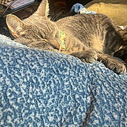 Teddy is registered to the contest to win money with this photo: cat, gray_tabby, sleeping, close_up, paw, claws, blanket, blue, texture, sunlight, indoor, cozy, relaxed, feline, pet, resting, warm_light, fur, whiskers, collar