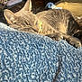 cat, gray_tabby, sleeping, close_up, paw, claws, blanket, blue, texture, sunlight, indoor, cozy, relaxed, feline, pet, resting, warm_light, fur, whiskers, collar