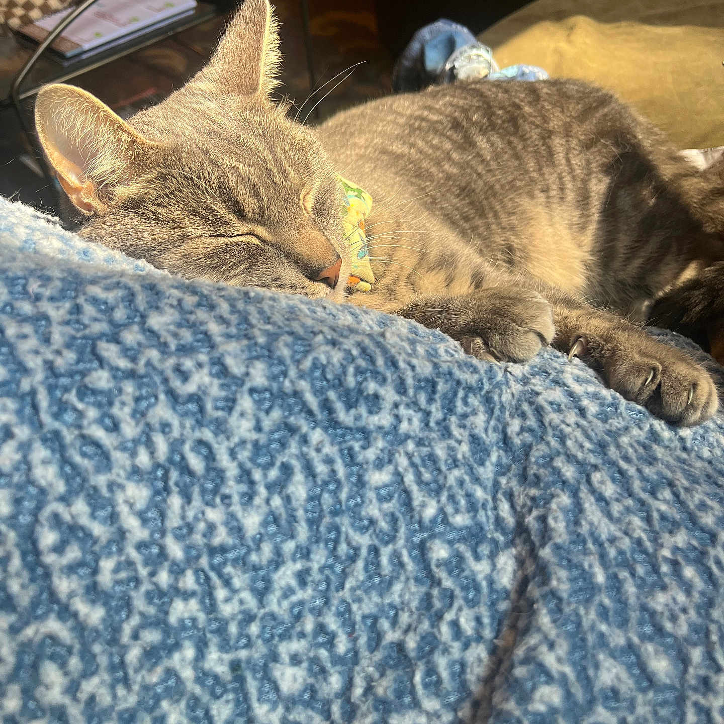 Teddy is registered to the contest to win money with this photo: cat, gray_tabby, sleeping, close_up, paw, claws, blanket, blue, texture, sunlight, indoor, cozy, relaxed, feline, pet, resting, warm_light, fur, whiskers, collar