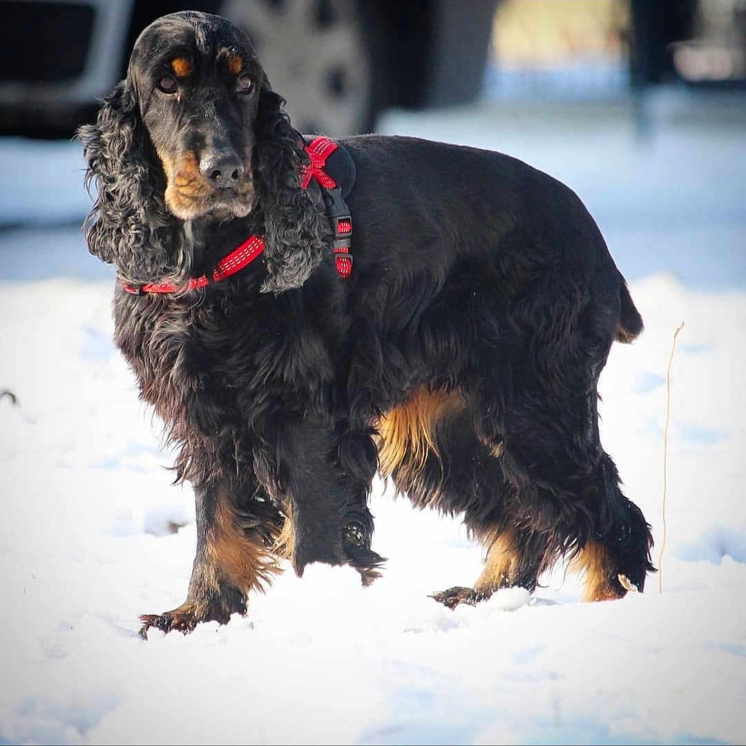 Jalousie a rejoint le concours — aidez-le/la à gagner de superbes lots ! alert, animal, background_blur, black_dog, canine, closeup, curly_fur, daylight, dog, focused, fur, mammal, nature, outdoor, pet, portrait, red_harness, snow, standing, winter