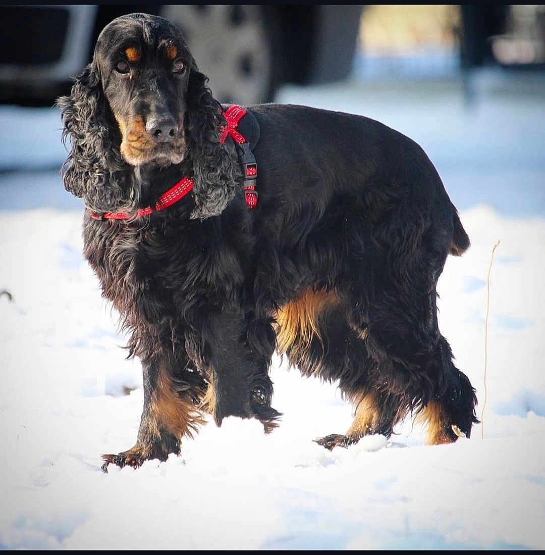 Jalousie a rejoint le concours — aidez-le/la à gagner de superbes lots ! alert, animal, background_blur, black_dog, canine, closeup, curly_fur, daylight, dog, focused, fur, mammal, nature, outdoor, pet, portrait, red_harness, snow, standing, winter