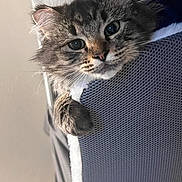 Miss Kitty is registered to the contest to win money with this photo: cat, kitten, tabby, pet, fur, whiskers, paw, ear, face, eyes, close_up, portrait, indoor, cozy, resting, upholstery, bedding, curious, furniture, cute