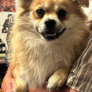 Theo is registered to the contest to win money with this photo: dog, small_dog, fluffy_fur, close_up, pomeranian_like, pet, paws, human_hand, holding, indoor, portrait, smile, teeth, eyes, whiskers, striped_shirt, background_posters, cozy, cute, companion