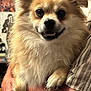 dog, small_dog, fluffy_fur, close_up, pomeranian_like, pet, paws, human_hand, holding, indoor, portrait, smile, teeth, eyes, whiskers, striped_shirt, background_posters, cozy, cute, companion