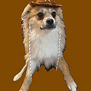 Theo is registered to the contest to win money with this photo: dog, small_dog, pet, cowboy_hat, hat, costume, portrait, brown_background, cutout, white_fur, tan_fur, paws, whiskers, eyes, close_up, sitting, adorable, accessory, rope_chinstrap, isolated
