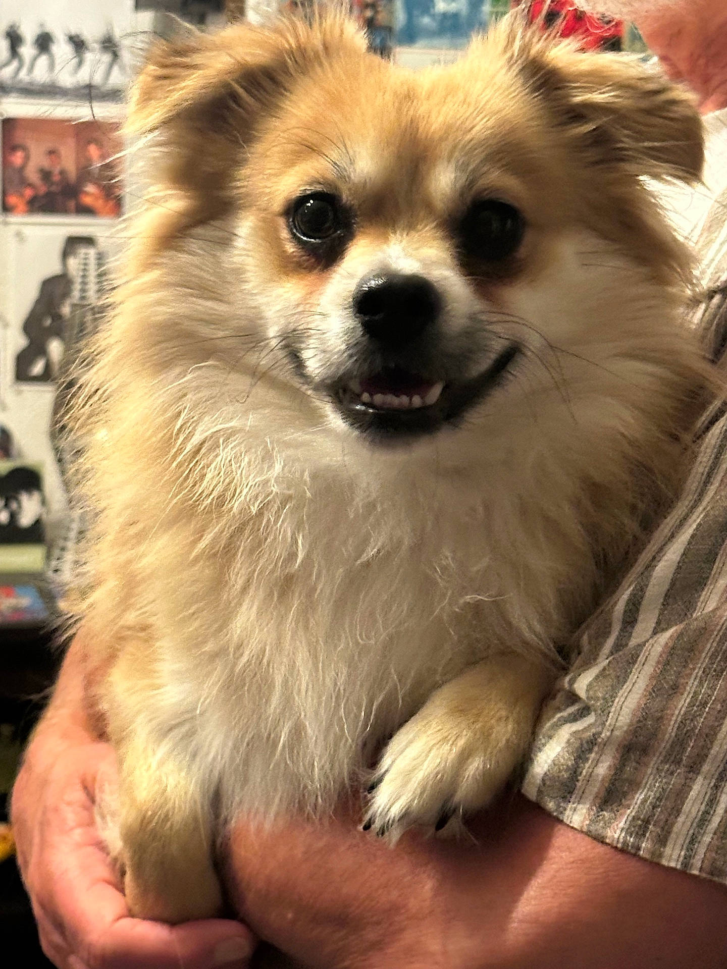 Theo joined the competition — help win amazing prizes! background_posters, close_up, companion, cozy, cute, dog, eyes, fluffy_fur, holding, human_hand, indoor, paws, pet, pomeranian_like, portrait, small_dog, smile, striped_shirt, teeth, whiskers