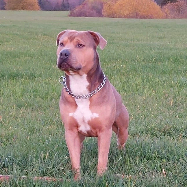 Gun participe au concours pour gagner de l'argent avec cette photo : canidae, carnivore, collar, companion_dog, dog, dog_breed, dog_collar, dog_supply, fawn, grass, grassland, hunting_dog, liver, non_sporting_group, pet_supply, prairie, sporting_group, windshield, working_animal, working_dog