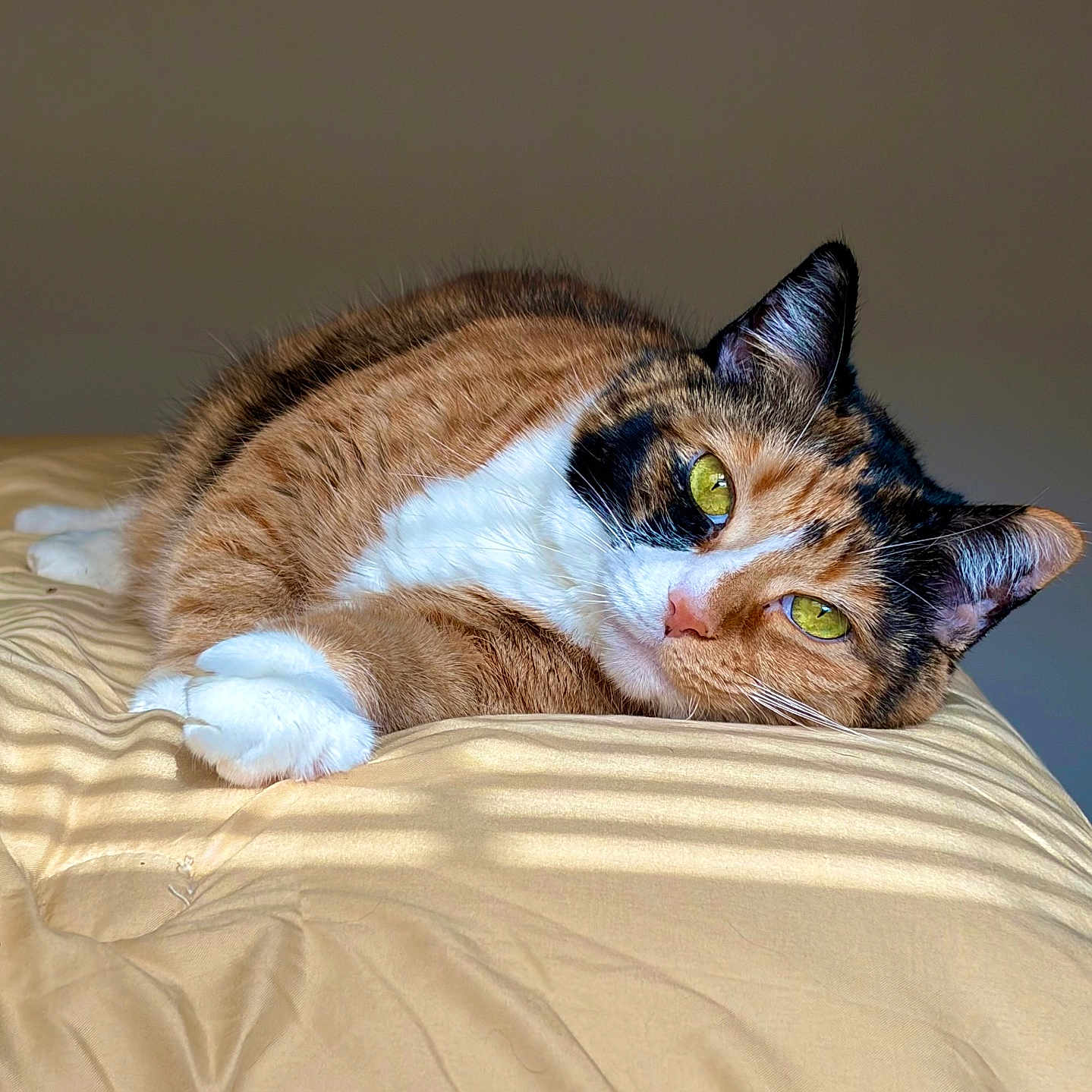 Zarrah is registered to the contest to win money with this photo: bed, blanket, calico_cat, cat, close_up, cozy, domestic_animal, ear, feline, fur, indoor, lounging, paws, pet, portrait, relaxed, shadow_stripes, sunlight, whiskers, yellow_eyes