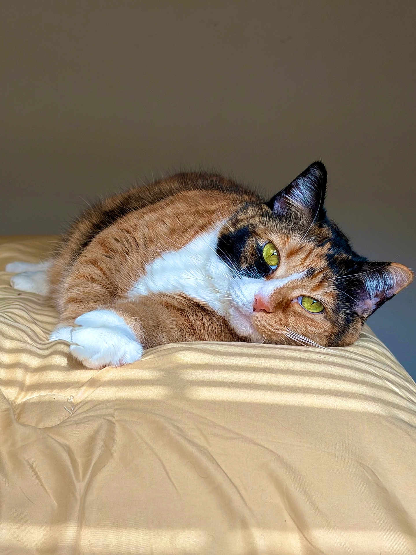 Zarrah is registered to the contest to win money with this photo: cat, calico_cat, pet, feline, bed, blanket, indoor, portrait, close_up, yellow_eyes, paws, whiskers, fur, relaxed, lounging, cozy, sunlight, shadow_stripes, domestic_animal, ear