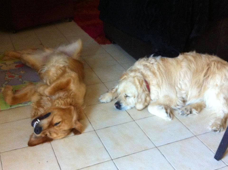 Narcos participe au concours pour gagner de l'argent avec cette photo : canidae, carnivore, companion_dog, dog, dog_breed, fawn, golden_retriever, mammal, puppy, retriever, small_greek_domestic_dog, sporting_group, vertebrate