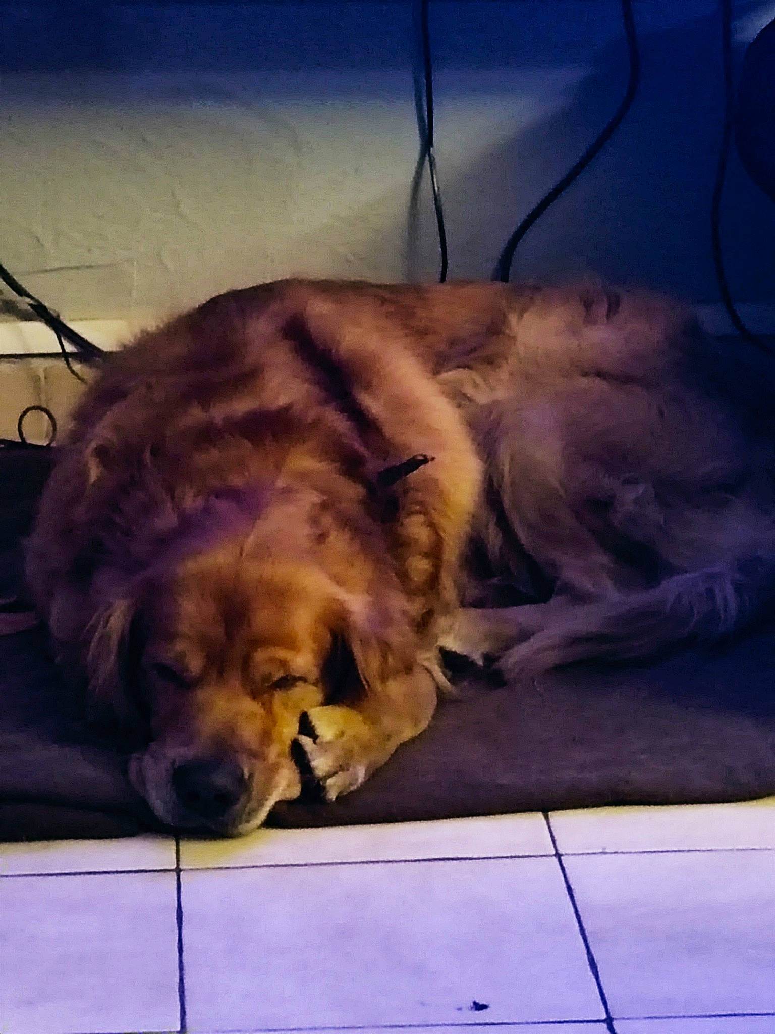 Narcos participe au concours pour gagner de l'argent avec cette photo : canidae, carnivore, cloud, comfort, companion_dog, dog, dog_breed, fawn, felidae, fur, liver, metal, nap, retriever, sky, snout, sporting_group, square, tints_and_shades, whiskers