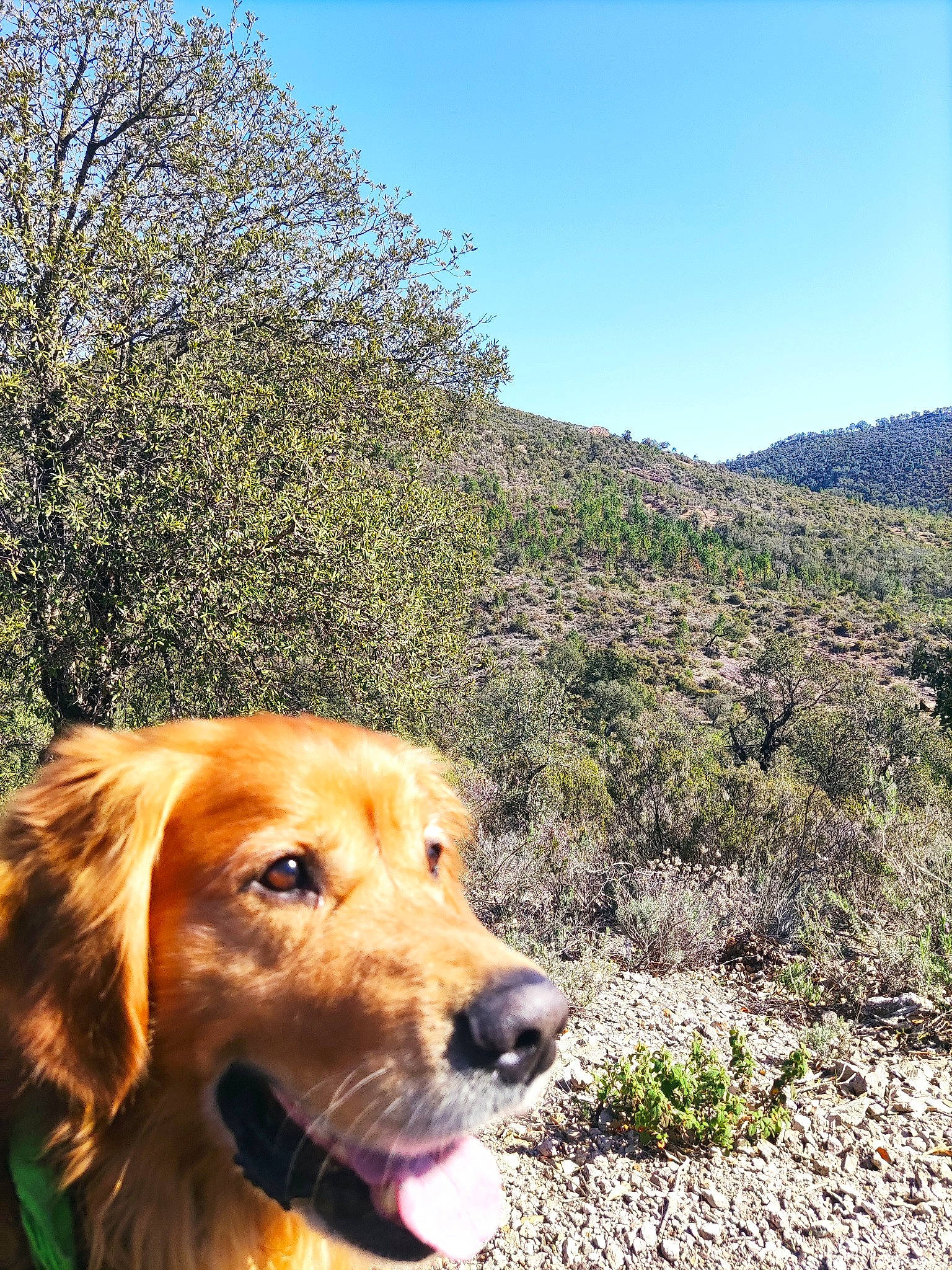 Narcos a rejoint le concours — aidez-le/la à gagner de superbes lots ! adventure, canidae, carnivore, companion_dog, dog, dog_breed, fawn, grass, gun_dog, hill, landscape, mountain, plant, retriever, sky, snout, sporting_group, tree, walking, wildlife